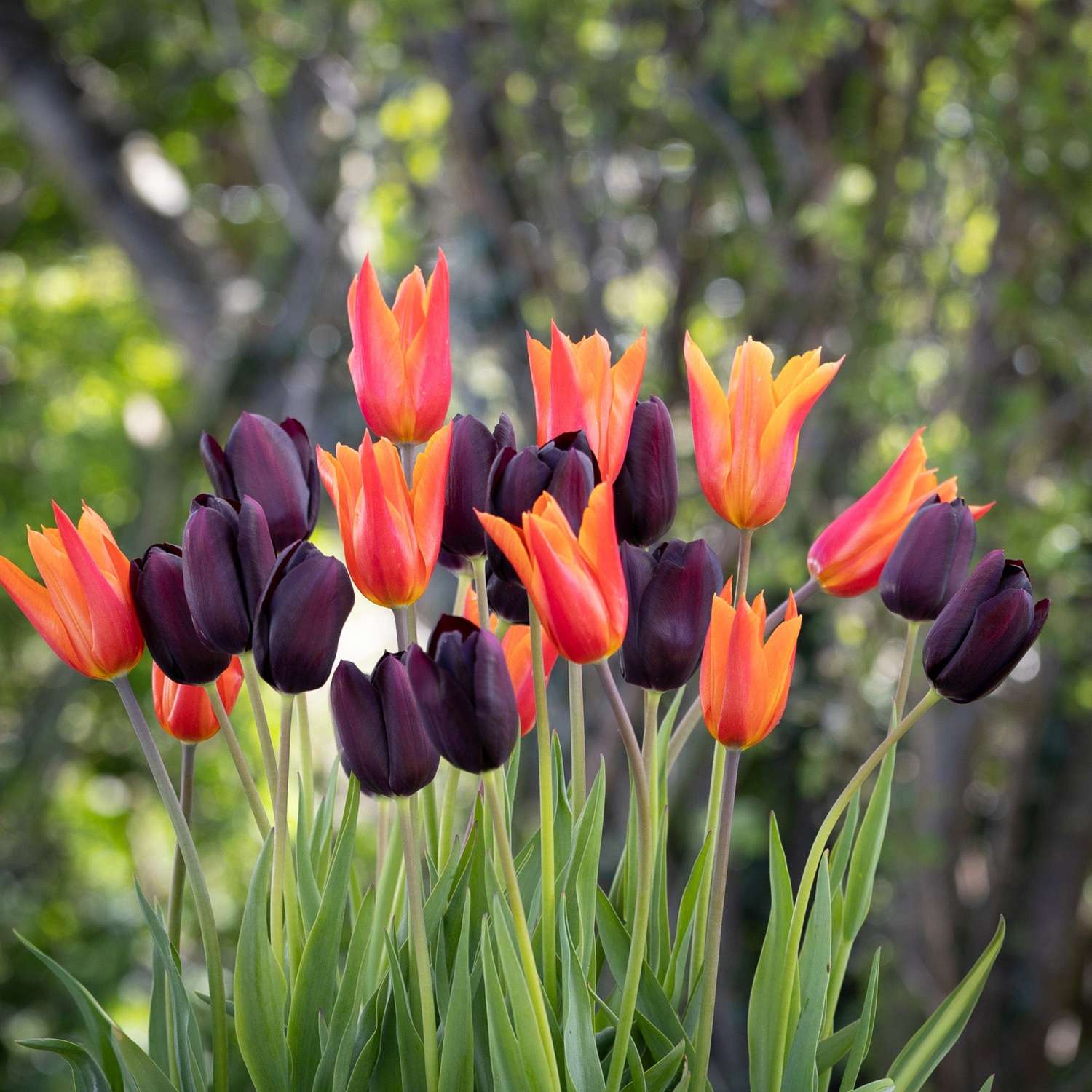 Tulppaanisekoitus 'Drama Queen'